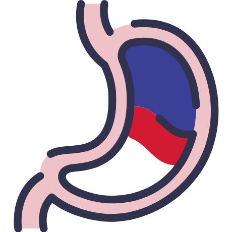 Gastrointestinal Tract Gastrointestinal Tract