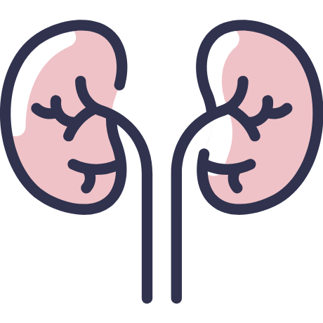 Urinary Tract Urinary Tract